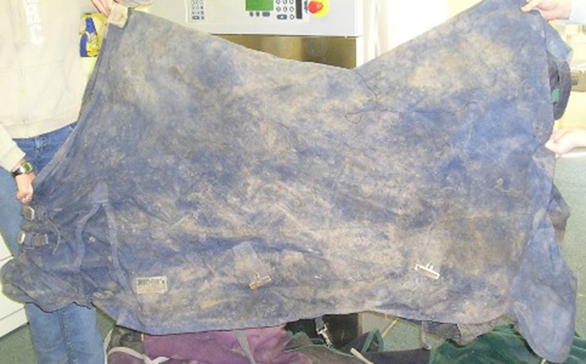 Dirty Blue Horse Blanket Before